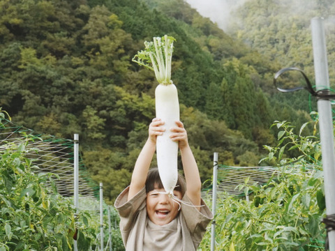 【高原大根】　≪神鍋高原、寒暖差のある地域で育まれた水分・甘みたっぷりの大根≫（３本）