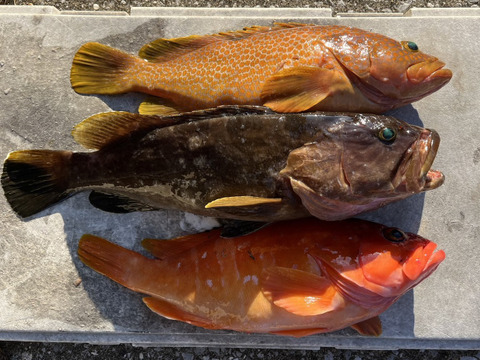 明日朝まで限定！捕れたて！クエ・アコウ・アカハタ 約2.5kgオーバー　高級魚セット 長崎県対馬市(内臓・鱗処理済)