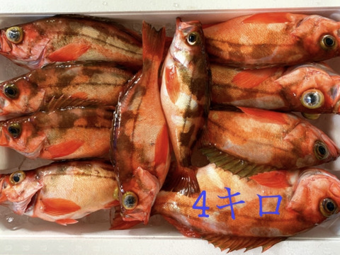 ［お買い得］釣りたて‼️ウスメバルBOX［沖メバル］鮮魚　『高級魚』