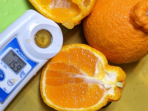 糖度が高すぎッ！ “味香デコ” ５kg