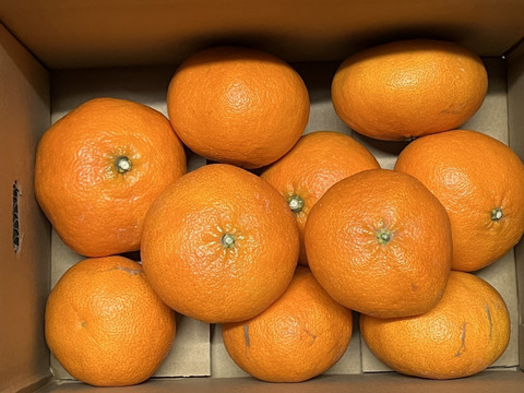 【柑橘食べ比べ】甘平2.5キロ＋はるか2.5キロセット