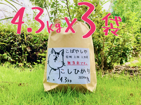 25年度産新米!!　無洗米 もっちもち!! 信州上田産コシヒカリ無洗米4.3kgx3袋 おむすび　お弁当に!!　25年度産新米!!　令和7年新米 農家直送