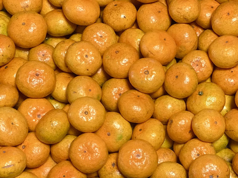 熊本産極早生みかん豊福2Sサイズ10kg 熊本県産みかん『 豊福2S以下＆肥のあかりMIX』箱込み9.9kg