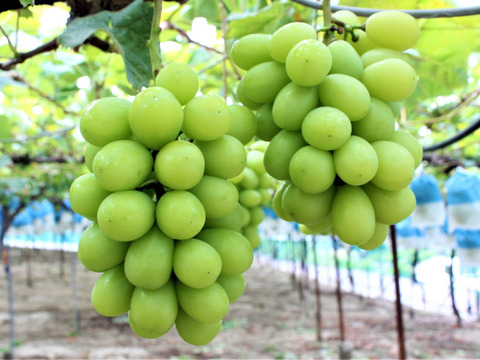 【食べる喜び・贈る喜びを感じる】★クール配送★シャインマスカット2㎏　4～5房