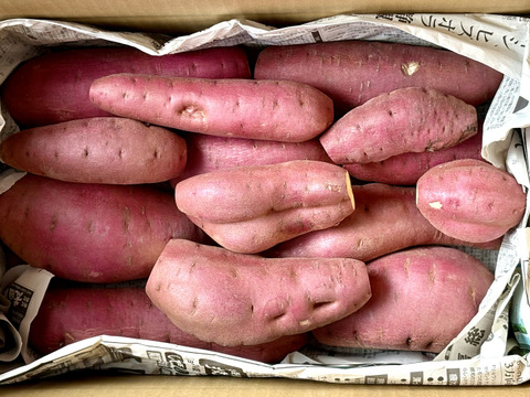 訳ありでもホクホクむっちり！「栗かぐや」色々なサイズ入り ５キロ箱