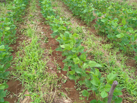 大豆２kg　化学肥料も、動物由来の肥料も、農薬も、除草剤も不使用でも、美味しい大豆を育てたいと研究中です。厳しい暑さの中でも、収穫量はわずかですが、土の中の微生物の力を借りて育ちました。