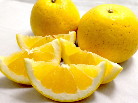 【予約】河内晩柑〈秀品・ギフトBOX〉6玉　※発送は4月上旬頃～