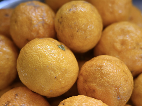 【新発売】自然栽培の完熟柚子胡椒