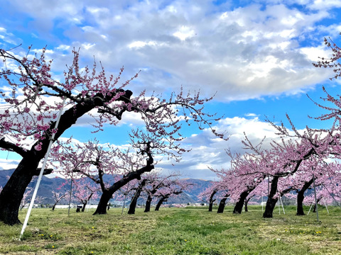 【贈答用】いまや希少品種！「川中島白鳳」3㎏（8～11玉）