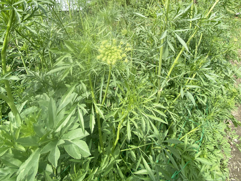 【10本／レースフラワー】派手さはないけれど清楚で上品な花、「可憐（かれん）」という言葉は、レースフラワーの雰囲気にぴったりです。