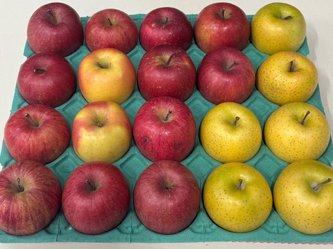 【国内在庫】 ランダム・バラエティ限定品】サンふじ🍎王林🍏ぐんま名月💛家庭 果物