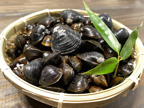 栄養満點!茨城県涸沼産 厳選活しじみMIXサイズ1kg 朝穫れ砂抜き後、翌日出荷!