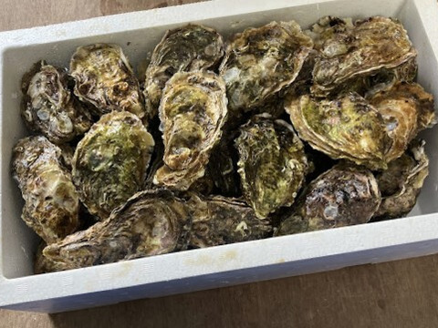 訳あり小粒　殻付牡蠣　　能登産　　約 4 kg（約35～55個)   加熱用
