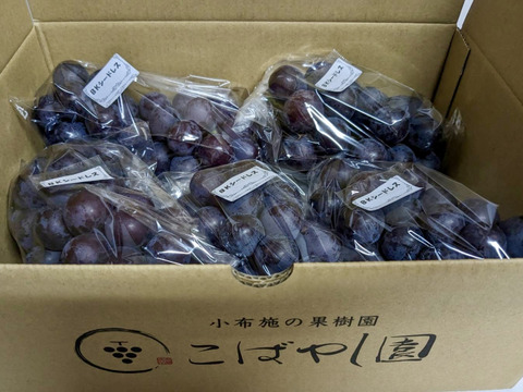 訳あり　長野県産BKシードレス2kg(4〜6房)