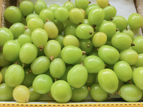 【8月中旬～、北海道、沖縄、離島のお客様はコチラ】たっぷり入って大満足！ シャインマスカット摘み落とし粒 1キロ 1kg