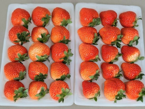 【軽井沢産・希少いちご】桃薫（とうくん）250g前後×2P｜白桃のような香り漂う冬限定フルーツ苺