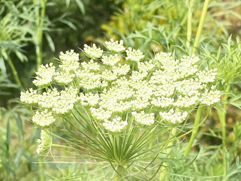 【10本／レースフラワー】派手さはないけれど清楚で上品な花、「可憐（かれん）」という言葉は、レースフラワーの雰囲気にぴったりです。