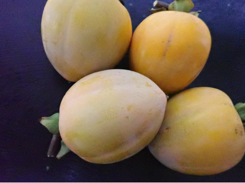 干し柿用 渋柿 あたご柿 愛宕柿 約5.5Kg（１個230g前後）