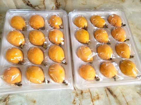 袋掛け栽培！愛知びわ『茂木』12ヶ入り×2P　専用輸送箱入り