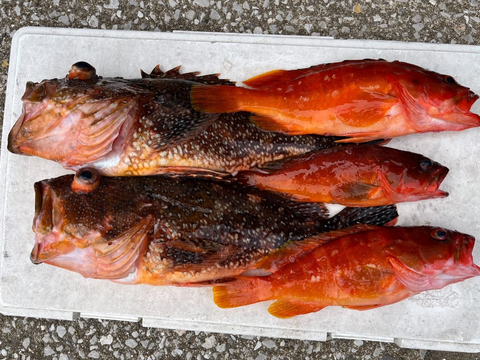 明日朝まで限定！捕れたて！カサゴ・アカハタ約3kgオーバー 長崎県対馬市(内臓・鱗処理済)