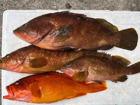 明日朝まで限定！捕れたて！アコウ・アカハタ約3kgオーバー 長崎県対馬市(内臓・鱗処理済)