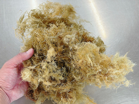 国内製造てんぐさ（海外産）　テングサ  ５００ｇ【お徳用・業務用】　ところてん・天草