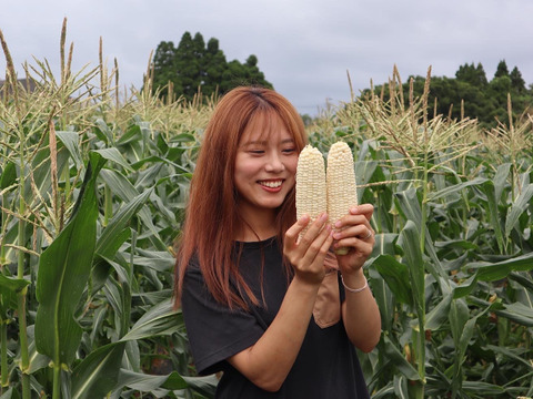 最高糖度22.0度！うとさんちのブランド野菜、極甘白いとうもろこし「雪やこんコーン」お試し4本入り