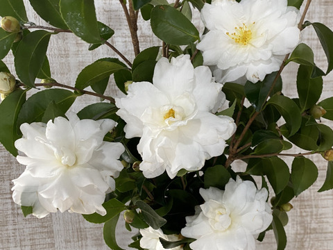 【山茶花５本】童謡の『たきび』の歌詞でおなじみのさざんかです。白いお花が雪のようです。さざんか♪さざんか♪咲いた道〜たき火だ♪たき火だ♪落ち葉たき♫