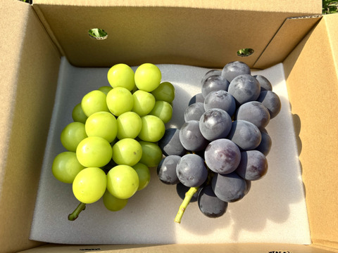 シャインマスカット・ピオーネ2房セット900g
