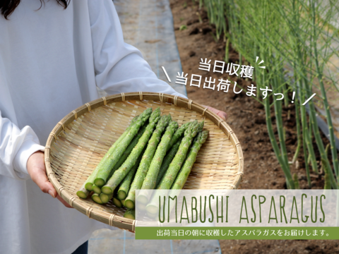 ＼シェフ御用達♪／ 北海道日高 うまぶしアスパラ 夏芽 (2Lサイズ1kg)