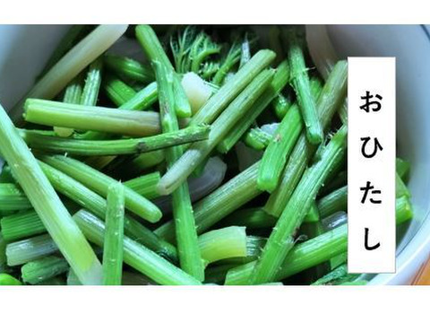 アイコ  シャキッ！トロッと美味しい山菜＜約800g＞（あいこ/ミヤマイラクサ）