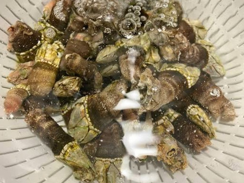 今が旬 絶品珍味 カメノテ 亀の手 和歌山県産の魚介類 食べチョク 産地直送 産直 お取り寄せ通販 農家 漁師から旬の食材を直送