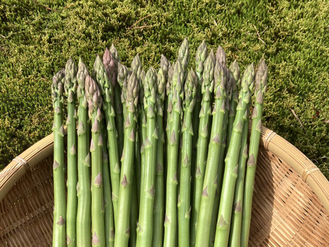 自然の恵みいっぱい雪国アスパラガス M〜L 800g