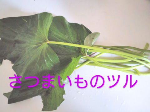 【単品☆速達メール便】さつまいも ツル【自然栽培】/ さつまいもの蔓 緑のつると紫っぽい色のつる（長さ15cm〜20cmほど、10本以上）/ さつまいものつる / 芋づる/ ※葉を取ってお届け※