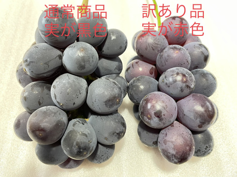 【夏ギフト】7月のぶどう屋さん！朝採れ種無し巨峰（訳あり品）8房セット※熨斗対応可能です