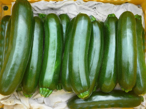 夏の元気！ズッキーニ~20本～農薬/化学肥料・不使用