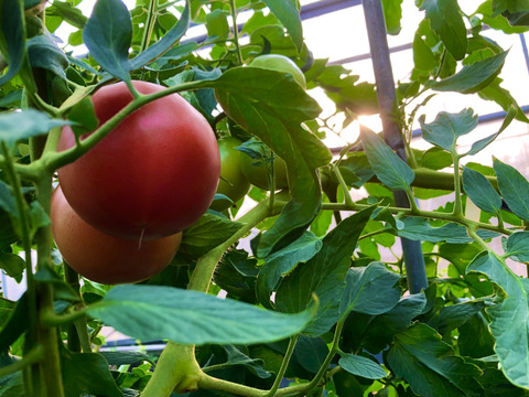 【10月〜受付再開予定】トマト嫌いが作る最高トマト「甘味×酸味◎」1.5kg