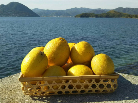 樹上熟成の爽やかな酸味！ 広島県佐木島のレモン約1.5kg【農薬・化学肥料・除草剤・ワックス・防腐剤すべて不使用】
