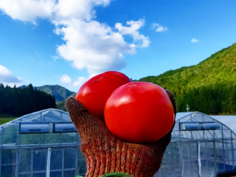 《飲食店様向き》温泉成分の地下水で栽培! 昔懐かしい味わいの 「鹿野高原トマト」(3kg・バラ)