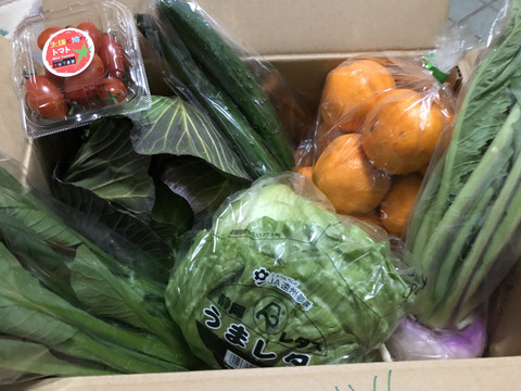 お買い得！はるみみかん🍊1.5ｋｇと採りたて野菜（5品）セット！本州の方限定