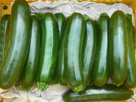 【夏ギフト】貴重！生ニンニク1ｋ/赤レタス1株/ズッキーニ5本
～農薬/化学肥料・不使用