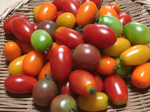豊作特価！ 希少な【自然栽培】のカラフルミニトマト【4～6種類】（1kgセット）