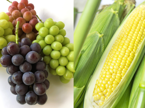 【数量限定BOX】ぶどう＆とうもろこしセット