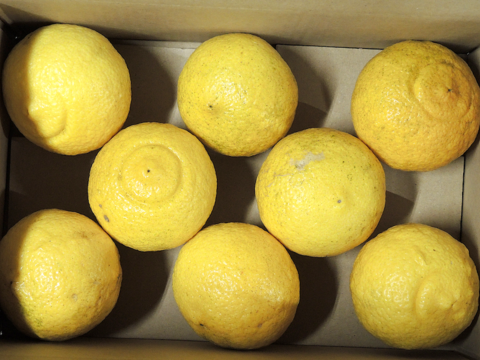 ☆和歌山産☆ 上品な甘さ!はるか 8個入り(約1.5kg)