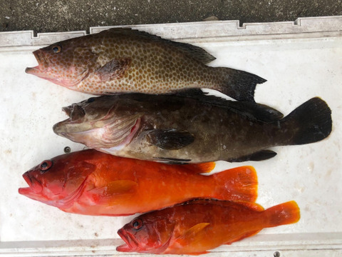 明日朝まで限定 捕れたて クエ オオモンハタ アカハタ約2 1kg 長崎県対馬市 内臓 鱗処理済 長崎県産の魚介類 食べチョク 産地直送 産直 お取り寄せ通販 農家 漁師から旬の食材を直送 明日朝まで限定 捕れたて クエ オオモンハタ アカハタ約2 1kg 長崎県対馬市 内臓 鱗処理済 長崎県産の魚介類 食べチョク 産地直送 産直 お取り寄せ通販 農家 漁師から旬の食材を直送