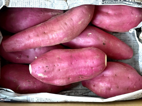 【訳あり】どすこいサイズ「ゆきこまち」  5キロ箱