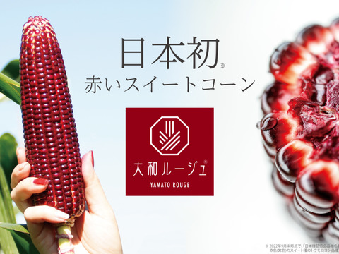 とうもろこし 食べくらべセット 大和ルージュMサイズ以上２本　(赤い トウモロコシ ) と白いトウモロコシ 2Lサイズ以上5本  岡山 ひるぜん農園 MIX_RED2 SHIRO_5