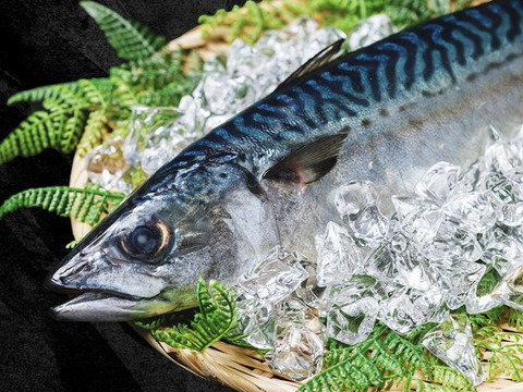 特大❗️大トロサバ‼️冬の特大サバ❗️脂の乗った美味しいサバです⭐️青森県津軽海峡産　1匹約45cm〜55cm　余ればサービスで数匹追加で同梱致します⭐️