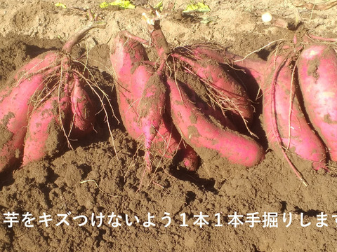 さつまいも（紅はるか）長期間地下室熟成で甘い 大分県産Mサイズ９ｋｇ　焼芋ラテの素オマケ付き