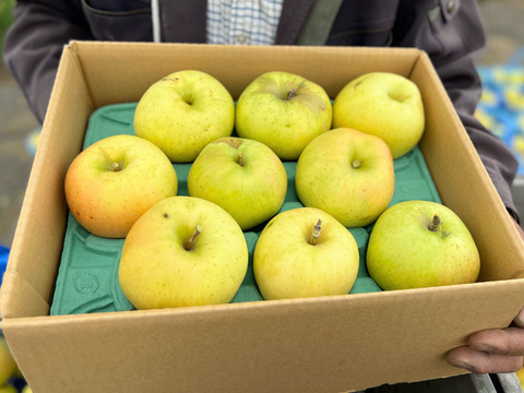 R5年度初出荷！10月1日から発送開始！🍏とき🍏おうちりんご３キロ🍏果汁がじゅわっと！もぎたて青森特産青りんご🍏家庭用
